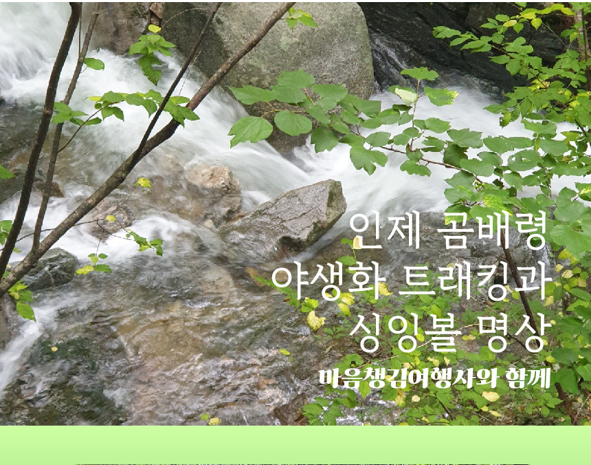 Read more about the article [강원도 당일여행] 인제 곰배령 야생화 트래킹 & 싱잉볼 명상 , 소그룹 힐링 워크샵